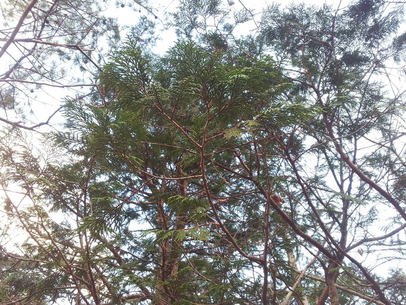 Thuja standishii photo 5