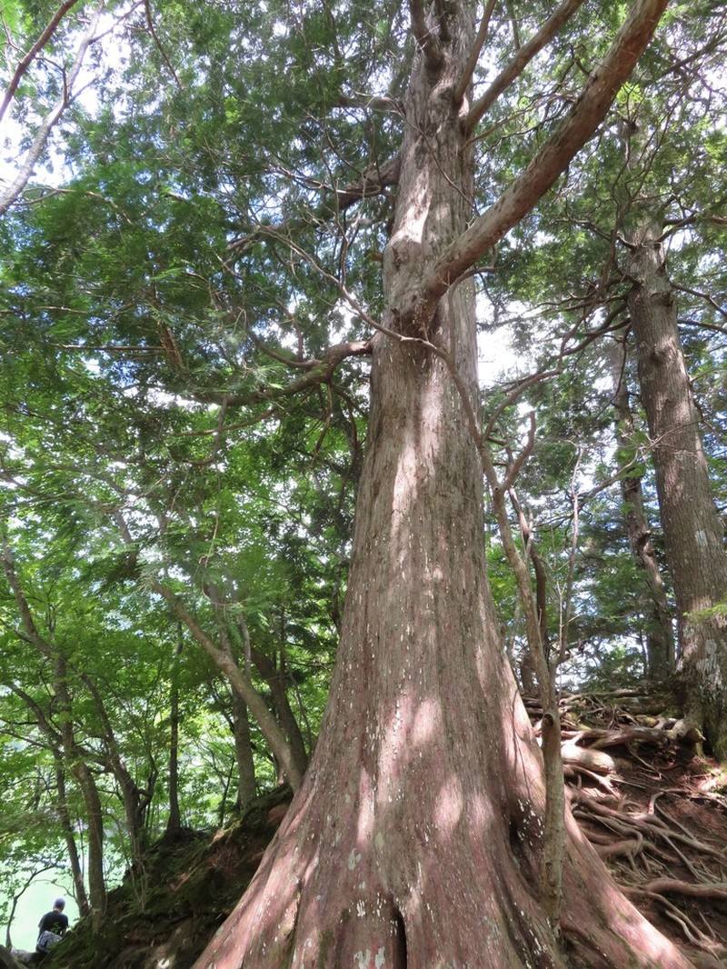 Thuja standishii photo 6