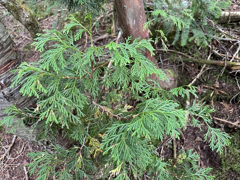 Thuja standishii photo 7