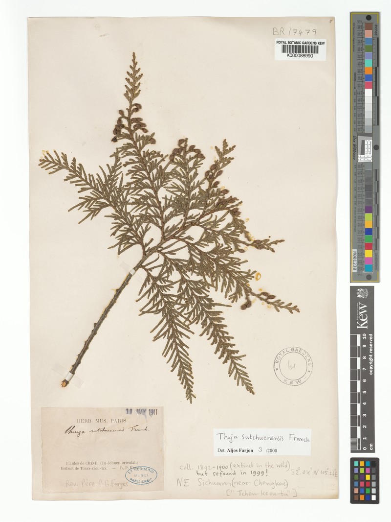 Thuja sutchuenensis
