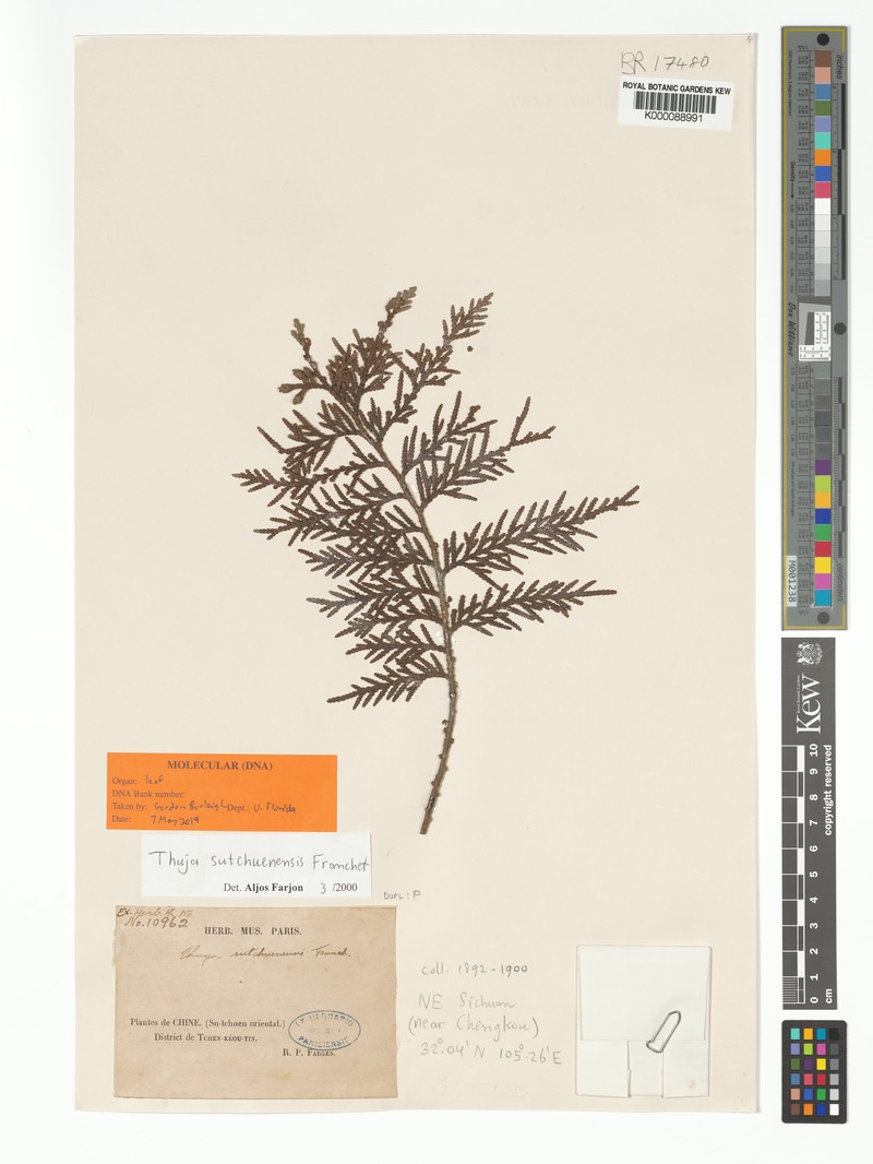 Thuja sutchuenensis photo 2