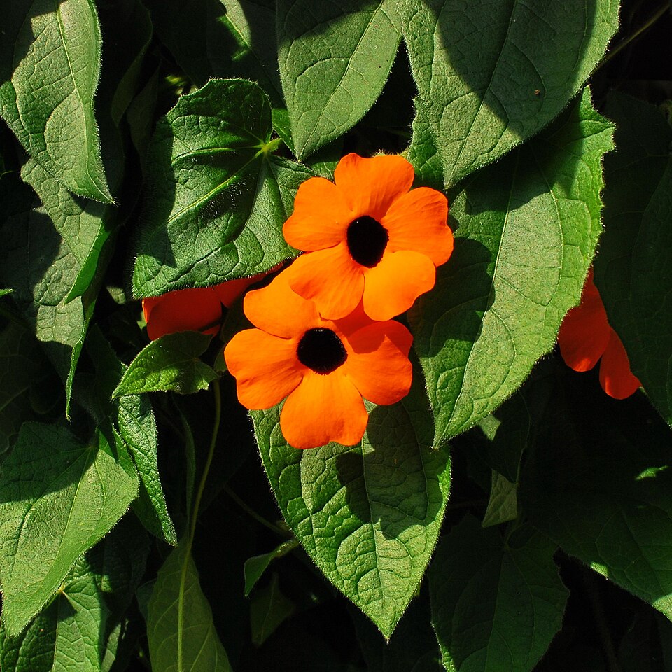 Blackeyed Susan Vine photo 2