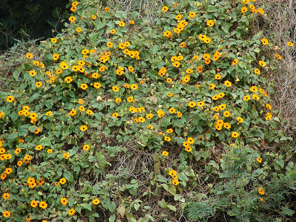 Blackeyed Susan Vine photo 3