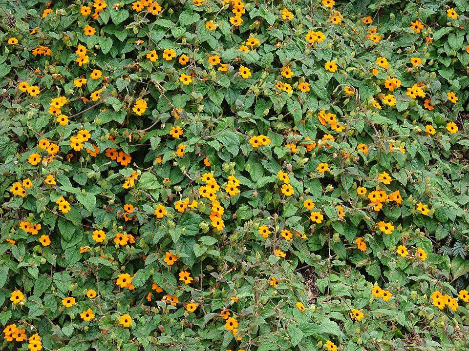 Blackeyed Susan Vine photo 4