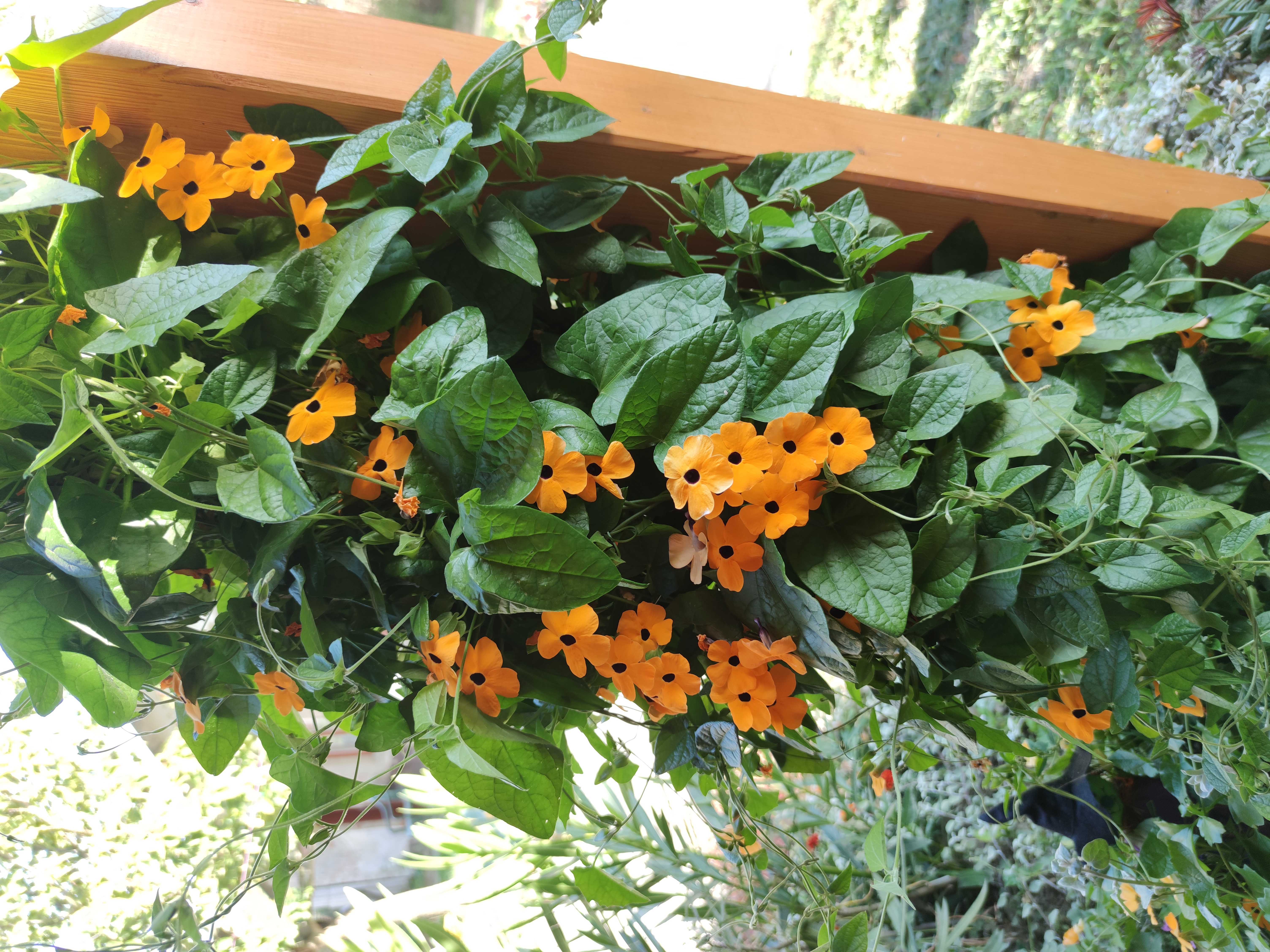 Blackeyed Susan Vine photo 5
