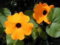 Blackeyed Susan Vine