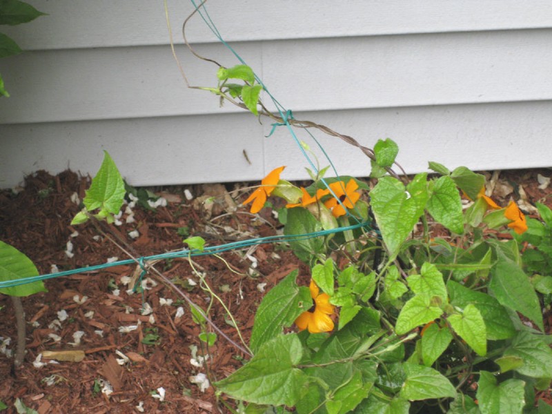 Blackeyed Susan Vine photo 8