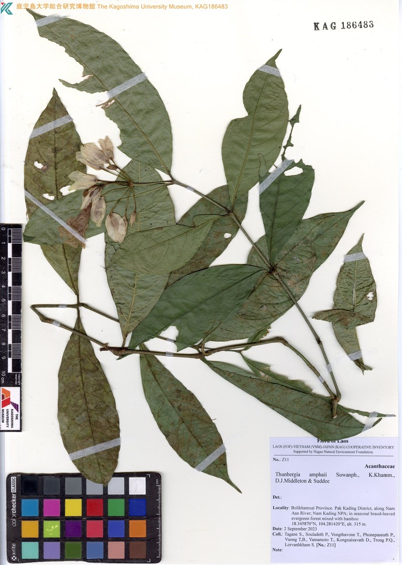Thunbergia amphaii