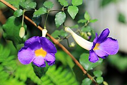 Bush Clockvine
