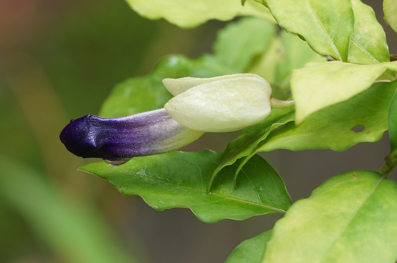 Bush Clockvine photo 2