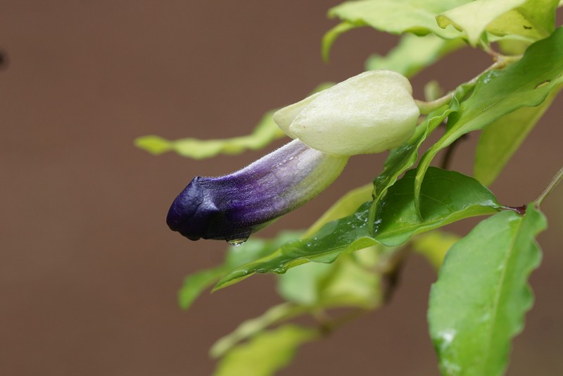 Bush Clockvine photo 3