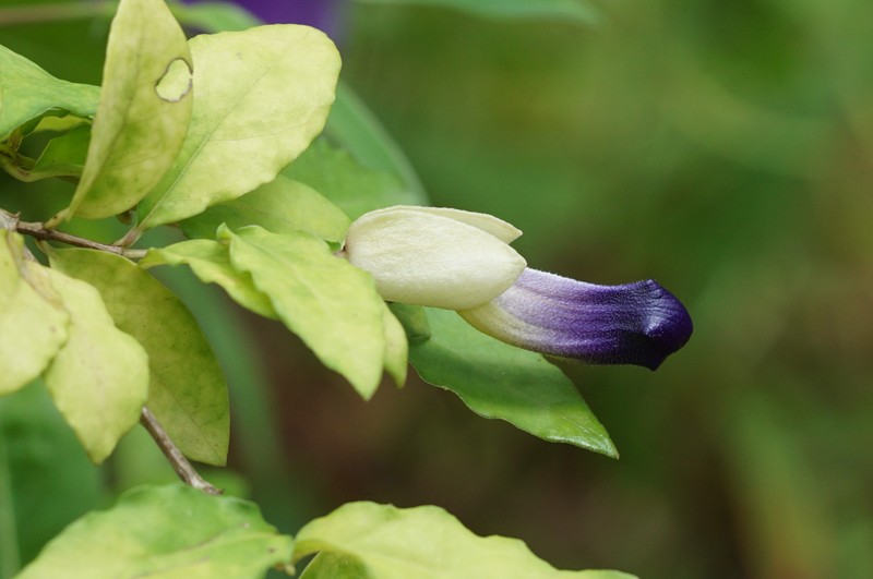 Bush Clockvine photo 4