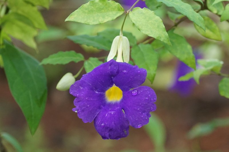 Bush Clockvine photo 5
