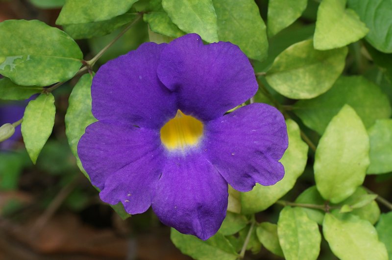 Bush Clockvine photo 6