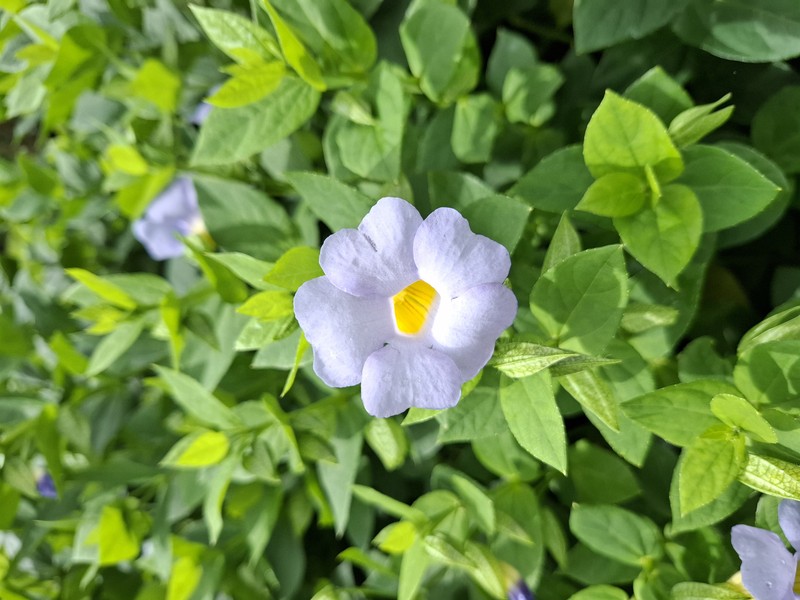 Bush Clockvine photo 7