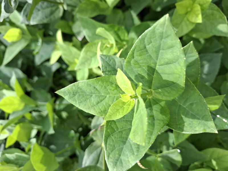 Bush Clockvine photo 8