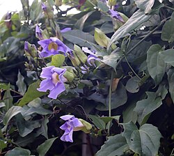 Bengal Trumpet