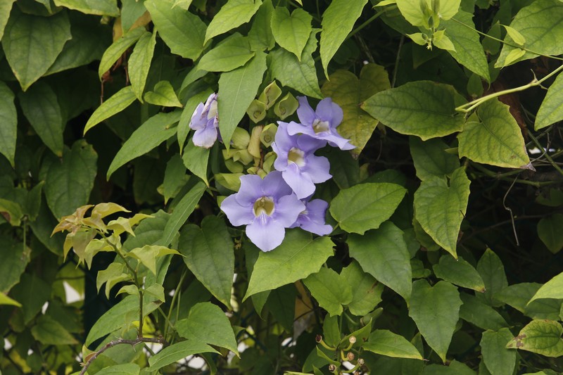 Laurel Clockvine photo 4