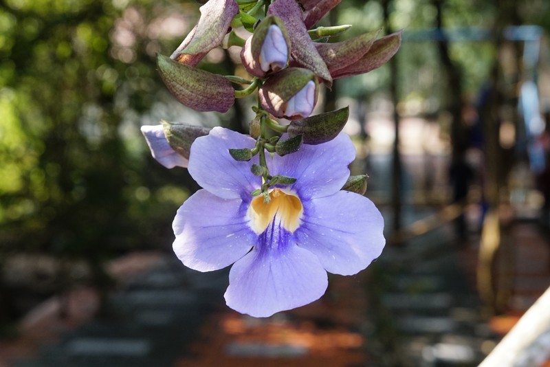 Laurel Clockvine photo 2