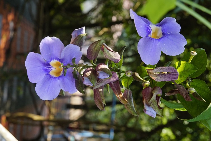 Laurel Clockvine photo 3