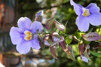 Laurel Clockvine