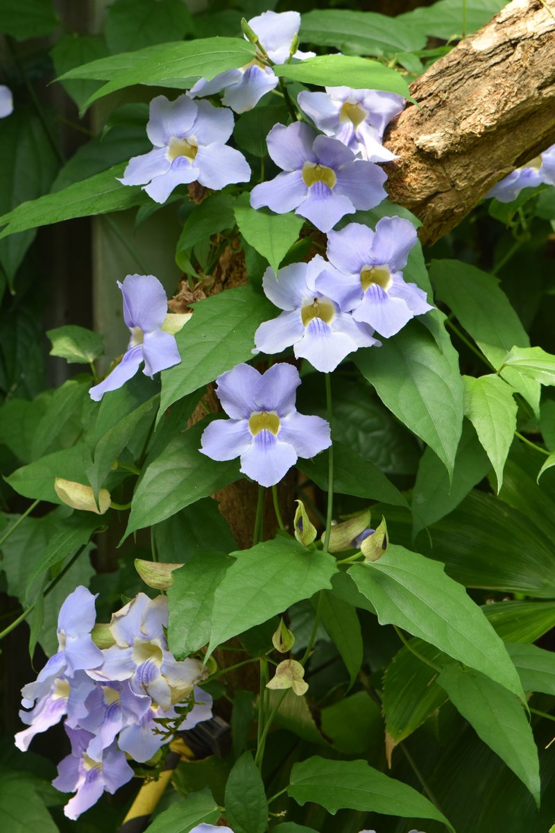 Laurel Clockvine photo 5