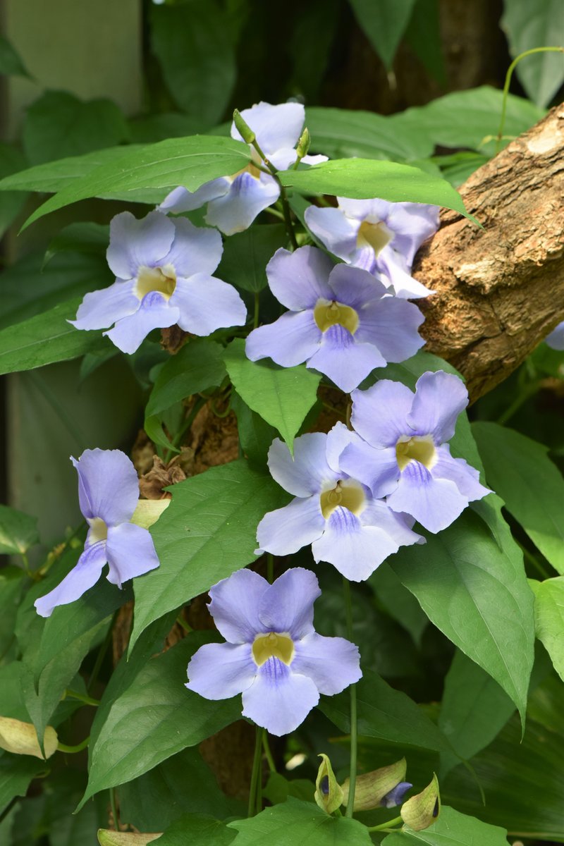 Laurel Clockvine photo 6