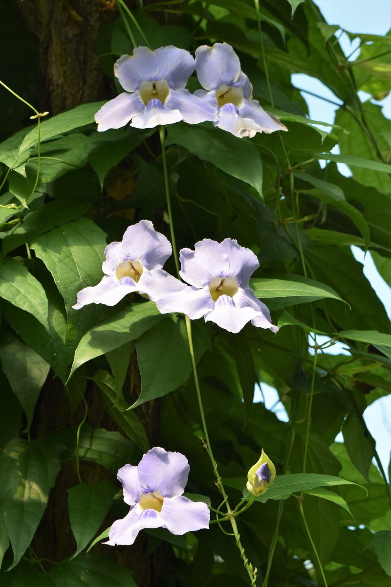 Laurel Clockvine photo 7