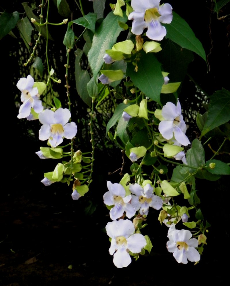 Laurel Clockvine photo 8