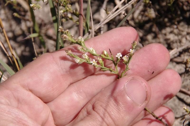 Threeflower Snakeweed photo 3