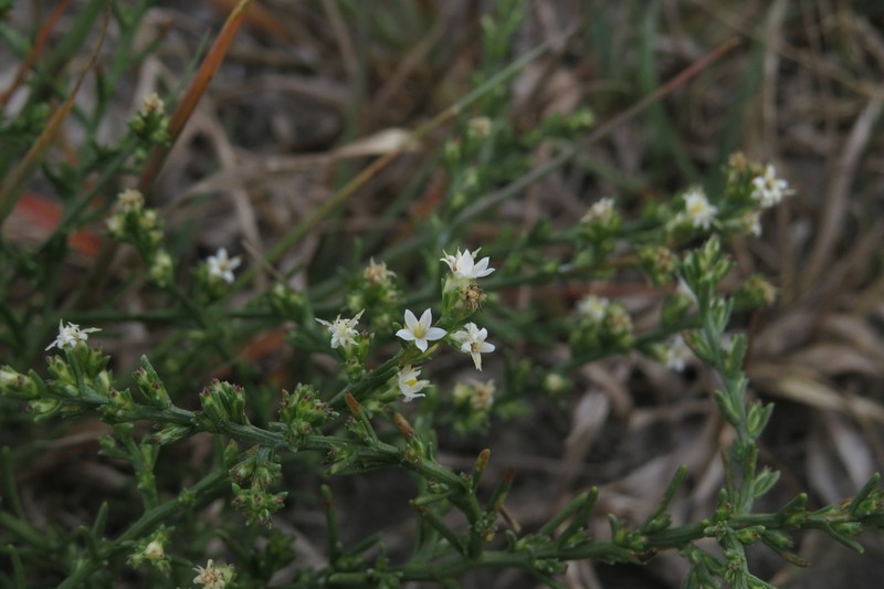 Threeflower Snakeweed photo 4