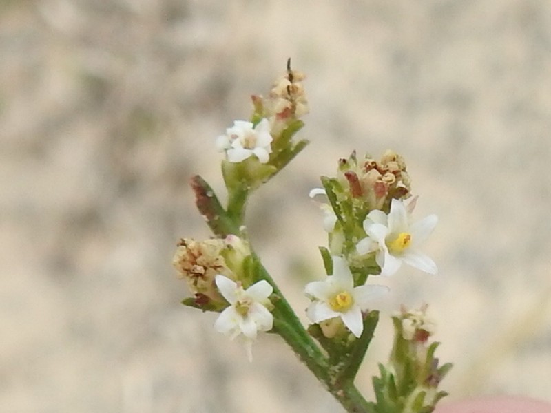 Threeflower Snakeweed photo 5