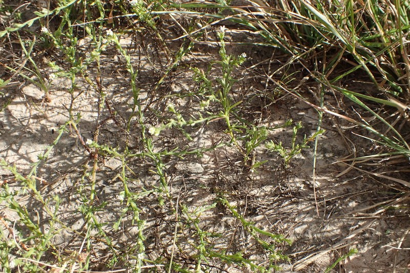 Threeflower Snakeweed photo 6