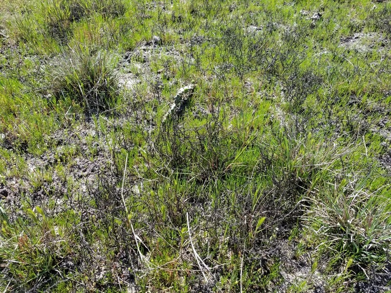 Threeflower Snakeweed photo 8