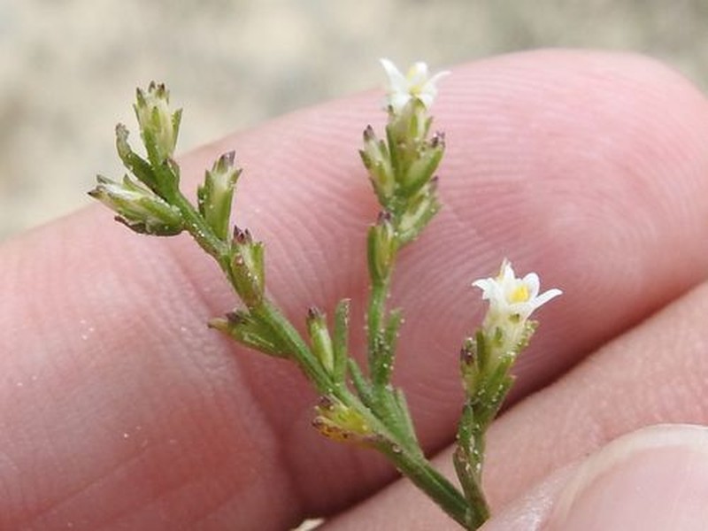 Threeflower Snakeweed