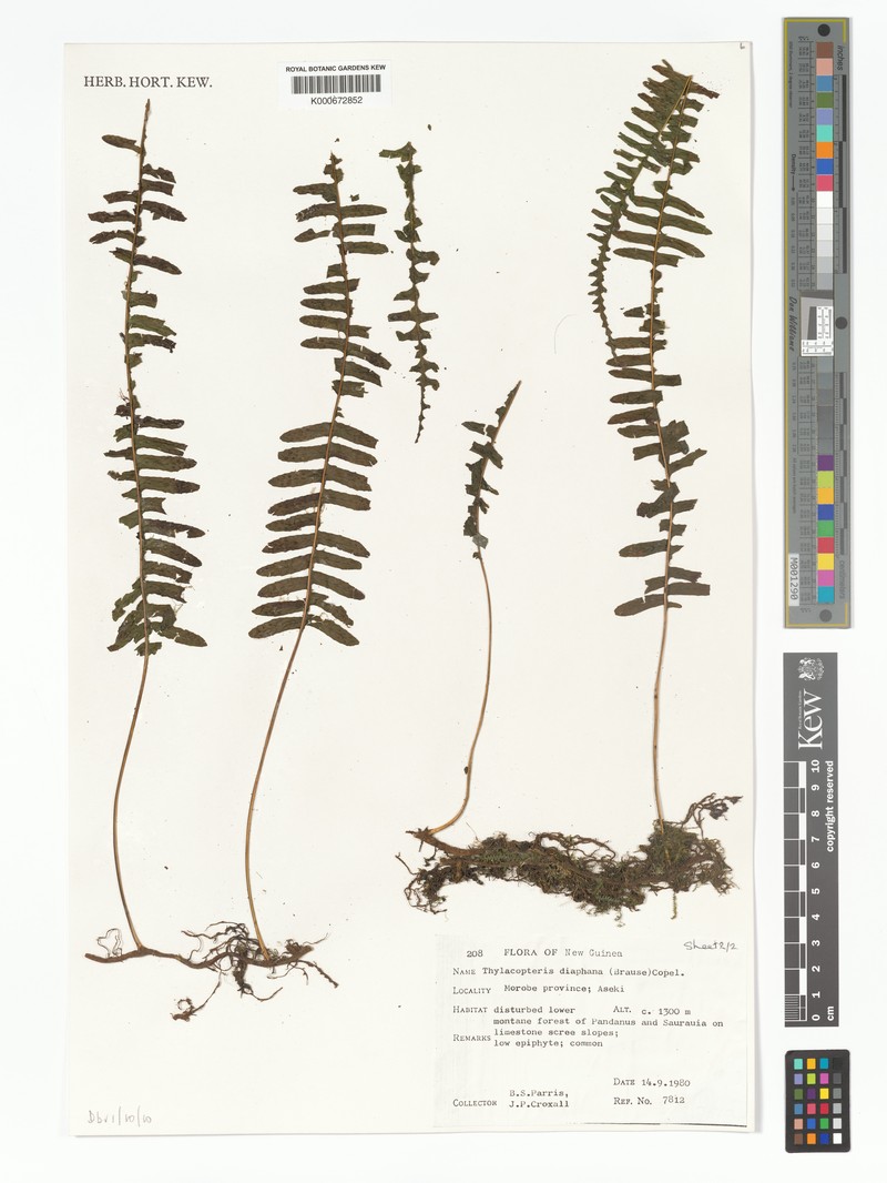 Thylacopteris diaphana photo 2