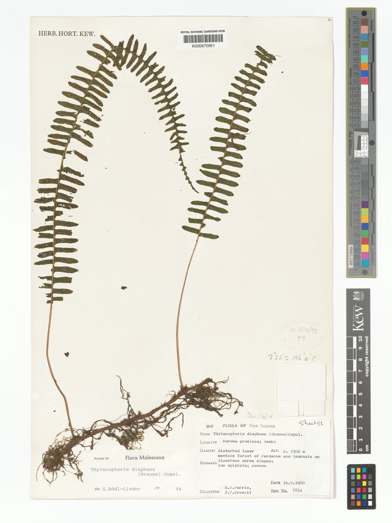 Thylacopteris diaphana photo 3