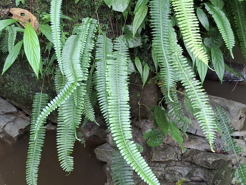 Thylacopteris papillosa