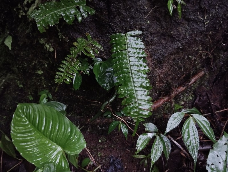 Thylacopteris papillosa photo 2