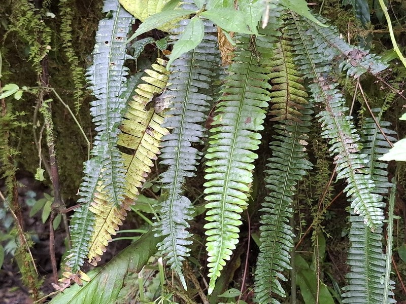 Thylacopteris papillosa photo 3