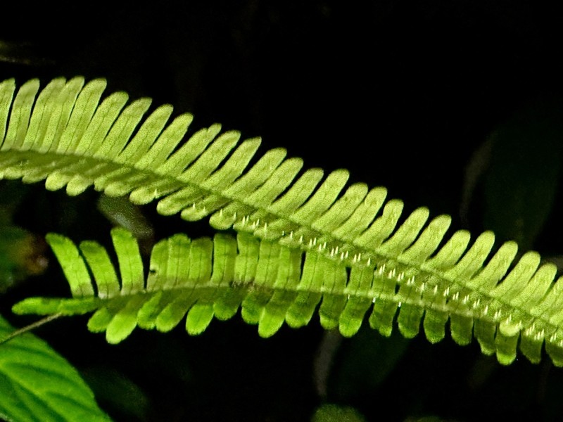 Thylacopteris papillosa photo 4