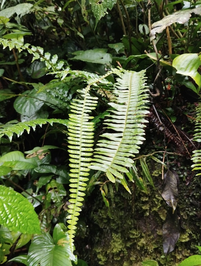 Thylacopteris papillosa photo 5