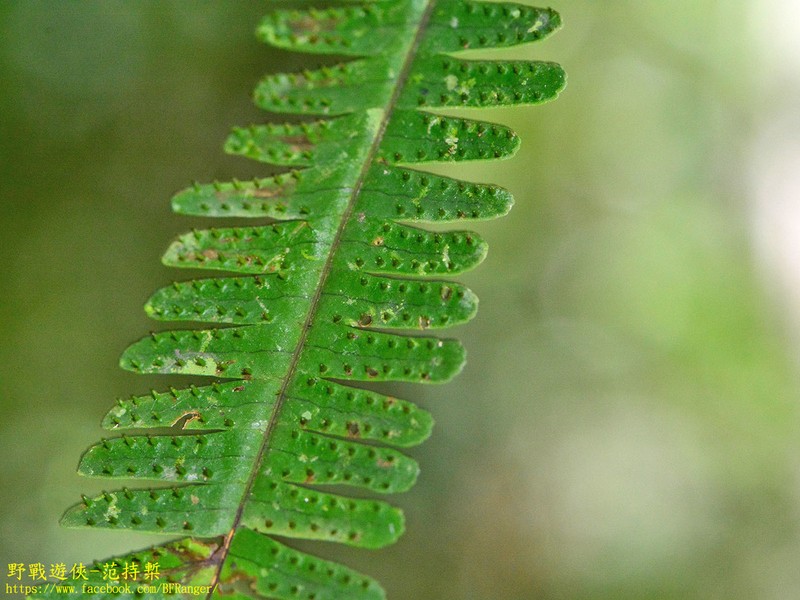 Thylacopteris papillosa photo 6