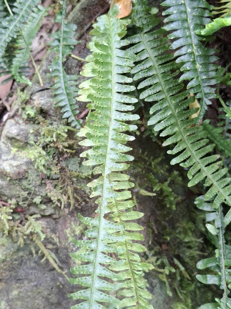 Thylacopteris papillosa photo 8