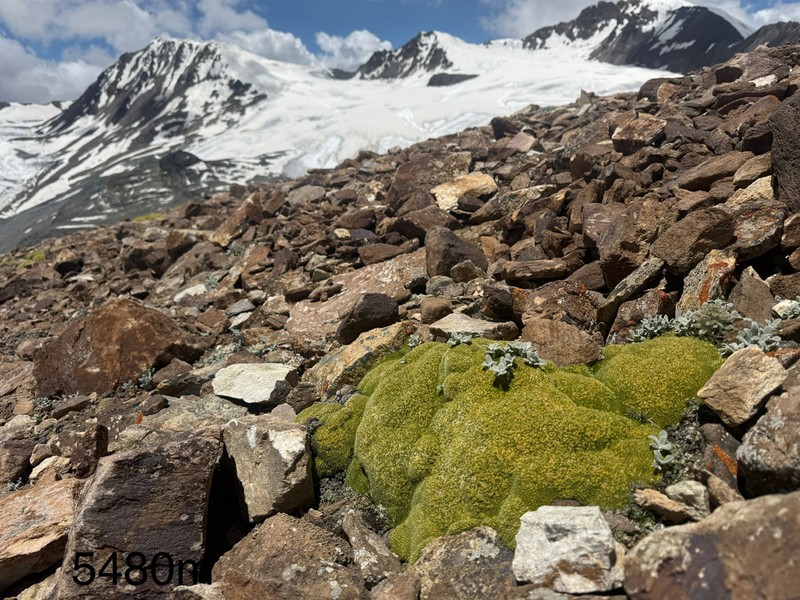 Thylacospermum caespitosum photo 3