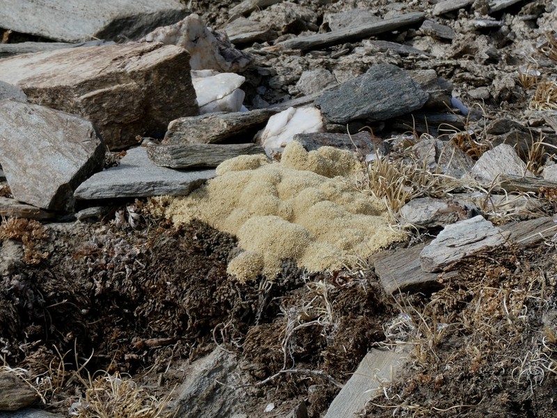 Thylacospermum caespitosum photo 4