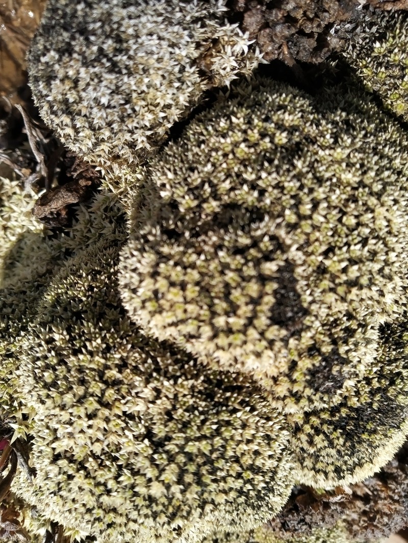 Thylacospermum caespitosum photo 5