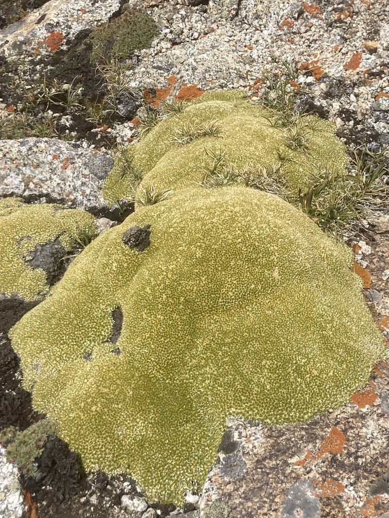 Thylacospermum caespitosum photo 6