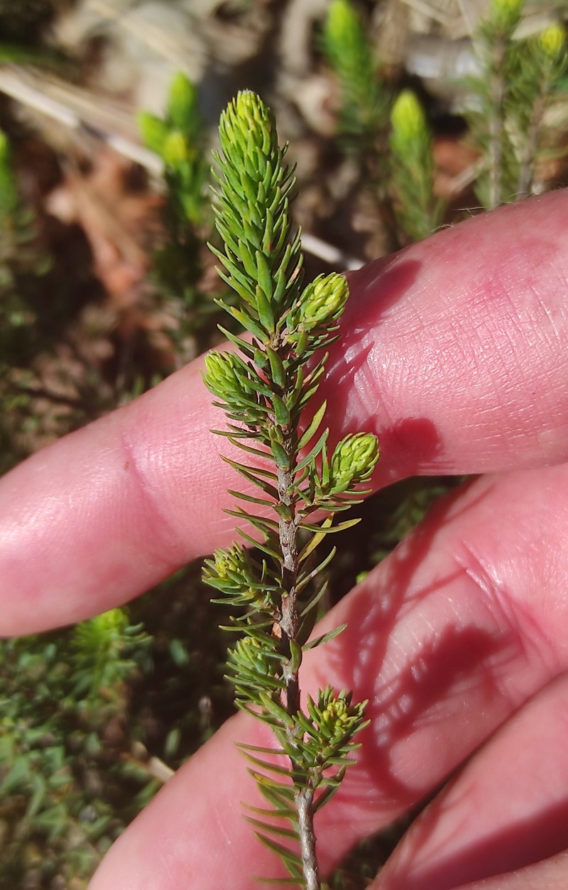 Thymelaea coridifolia subsp. coridifolia