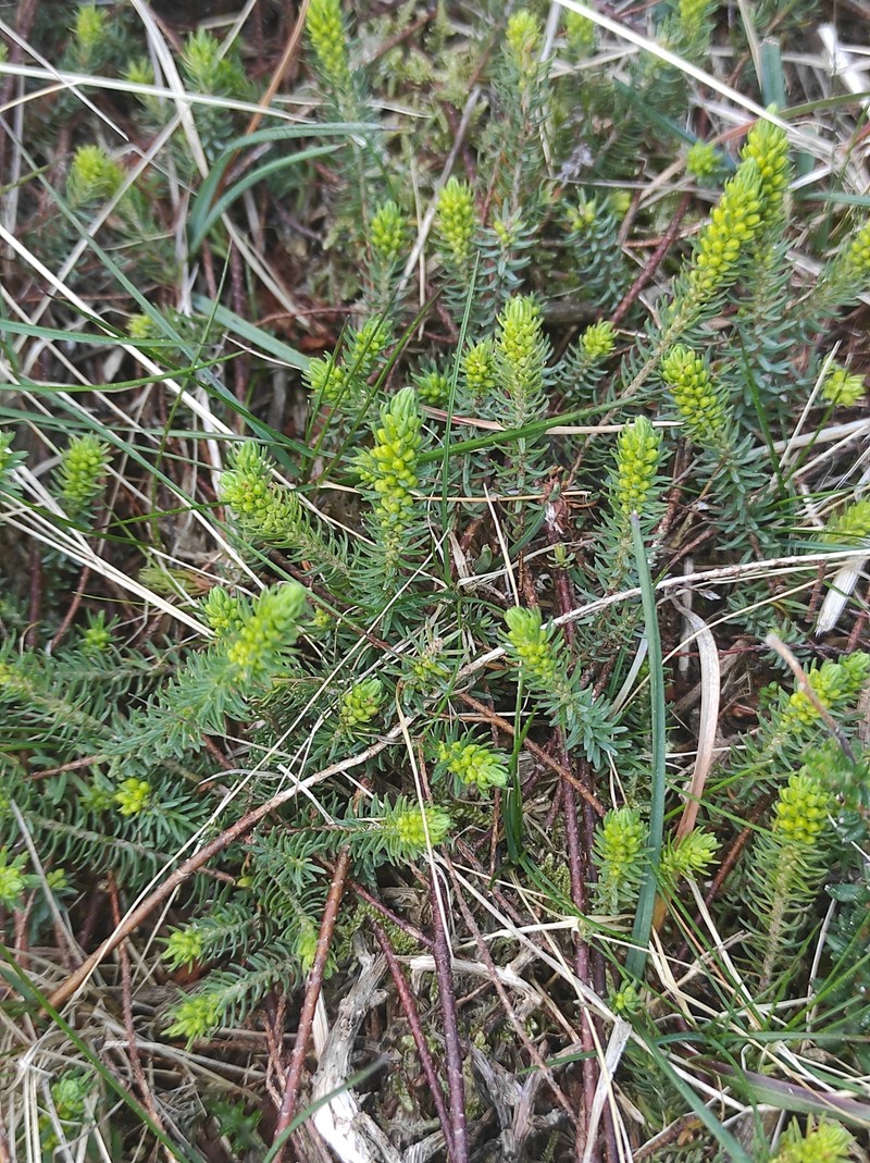 Thymelaea coridifolia subsp. coridifolia photo 2